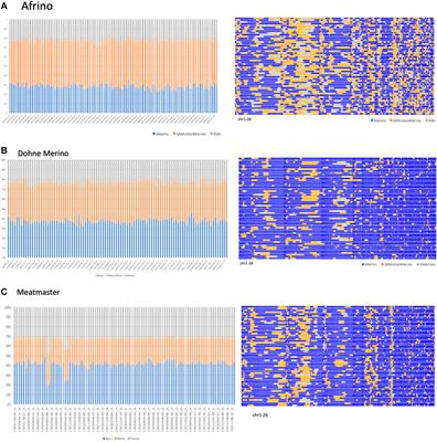 Selection signature analysis and genome-wide divergence of South African Merino breeds from their founders